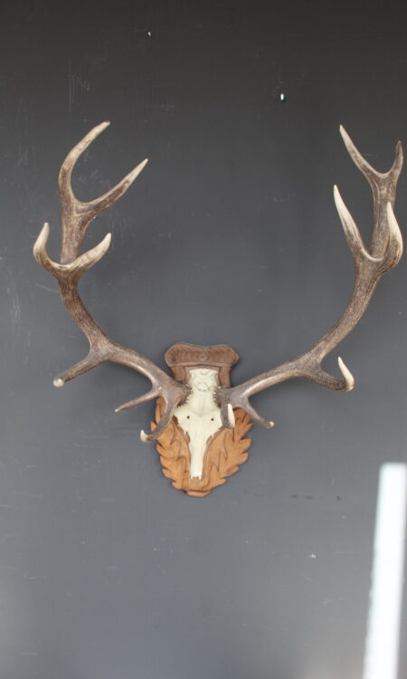 herten skull met gewei op klassiek houten schild