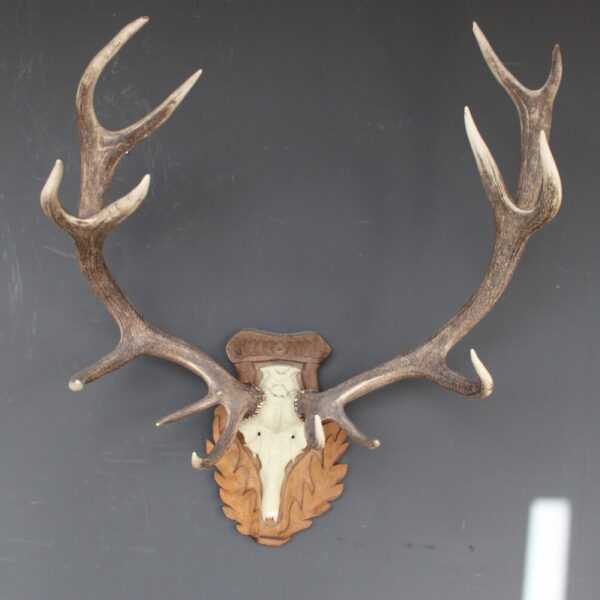 herten skull met gewei op klassiek houten schild